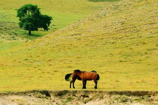 Grassland on the Bashang plateau