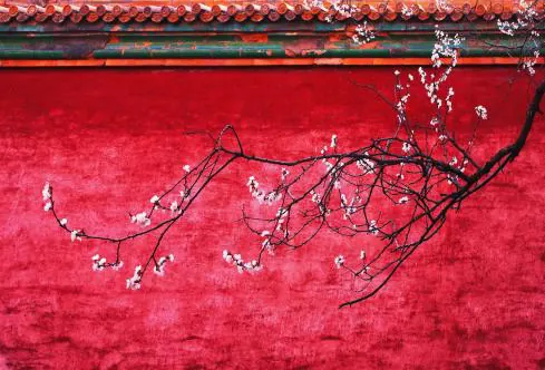 Red walls and new branches