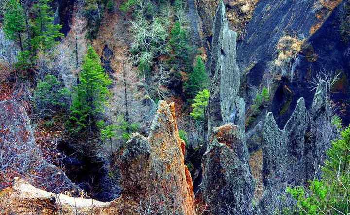 峡谷里的火山岩柱：一根根立在针叶林下面，顶端还长着树
