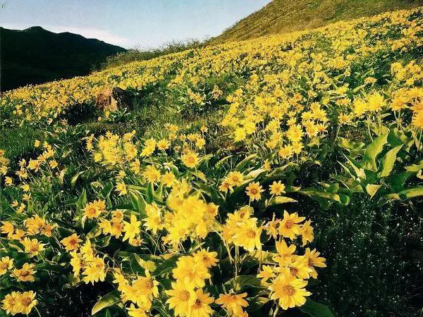 西坡高山花园：七月的一整面花坡
