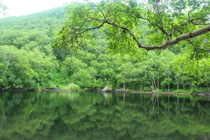 无风的小天池：对岸的树整片沉进水里，一根横枝从画面上方压过来