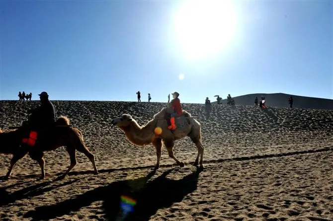 Camels in hard backlight, the sun flaring above the ridge