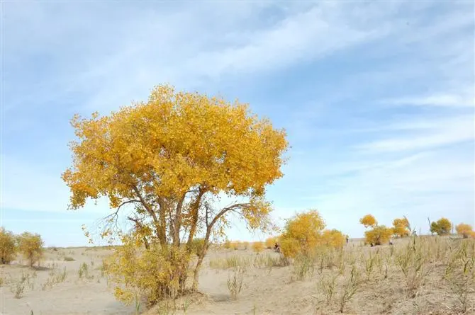 Desert poplars turned gold in autumn