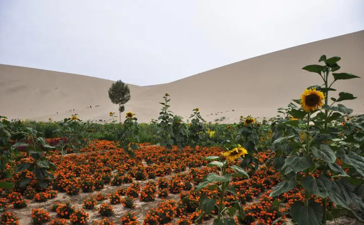 Marigolds and sunflowers in a field at the foot of the dunes