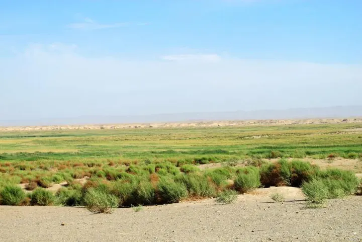 Marsh grass at the edge of the oasis, dunes beyond
