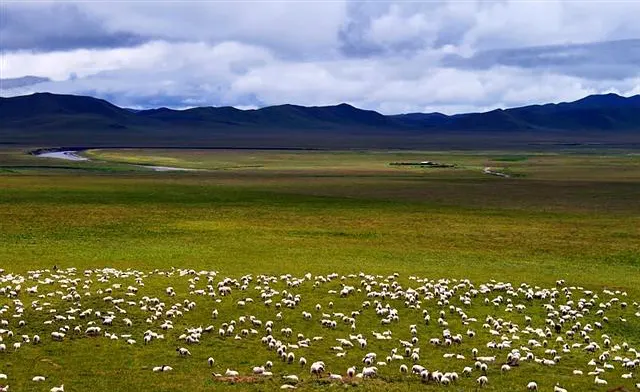 Sheep scattered across the meadow, white dots all the way to the foot of the hill under a low sky
