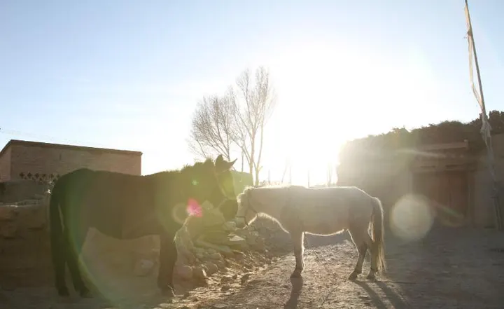 Yaks in backlight against a mud wall, tails swinging slowly