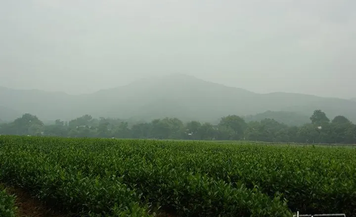 Tea tasting in Longjing Village