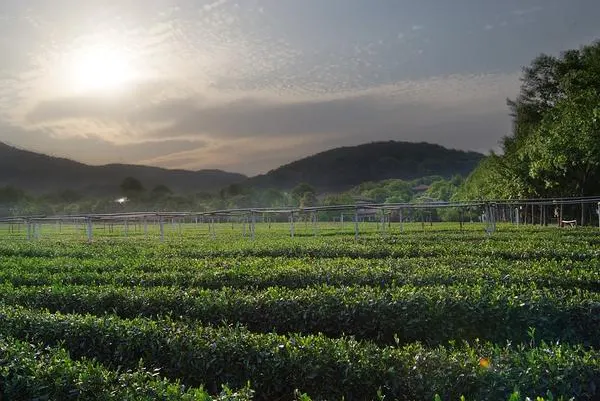 A village deep in the tea hills