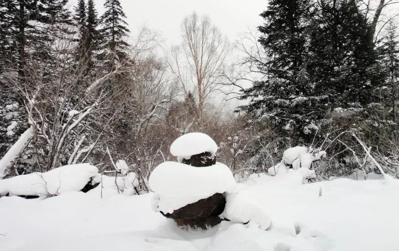 Trekking the snowy forest sea