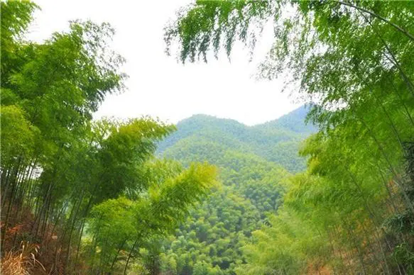 The Mukeng valley: moso bamboo climbing from floor to ridge, the whole slope moving in one gust