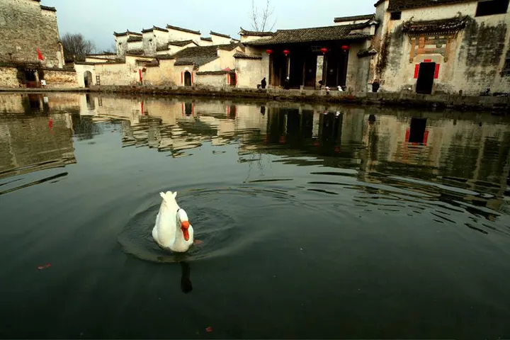 A white goose crossing the Moon Pond, the reflection creased into rings