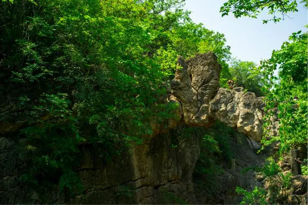 天星桥的喀斯特石峰，从树丛里探出来，顶上还长着灌木
