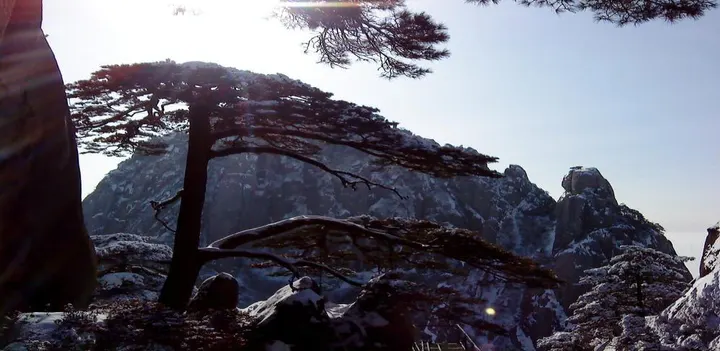 Huangshan pines in winter, snow on the horizontal branches, sun breaking over the cliff