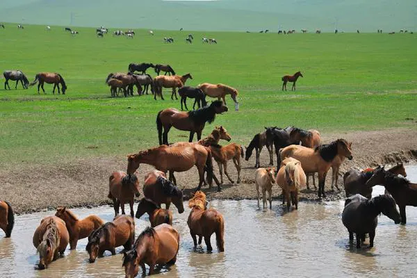 Horses drinking at a shallow pool, more of the herd up the slope, the grass at its July green