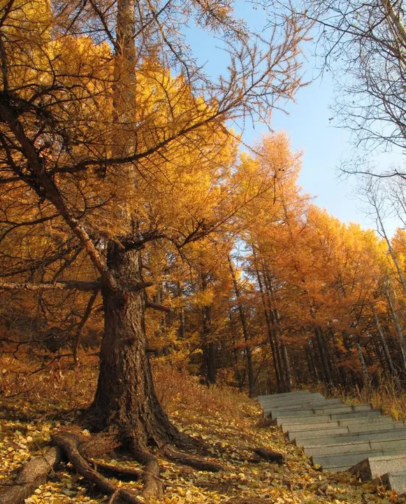 Larch and a flight of stone steps at the end of September, the ground already covered