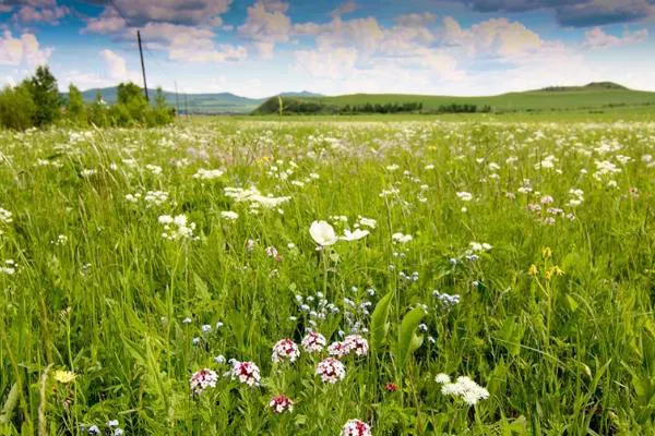 Meadow in the first week of July — white umbels and small pink flowers running to the foot of the hill