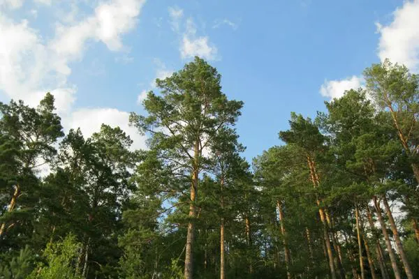 Scots pine on the western edge of Hailar — straight trunks, flat crowns, a hard blue sky