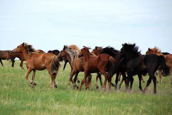 A herd moving across the grass, manes lifted by the wind