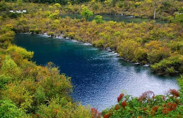 A bend of the lake lined with willow scrub and reeds, gone yellow-brown by autumn