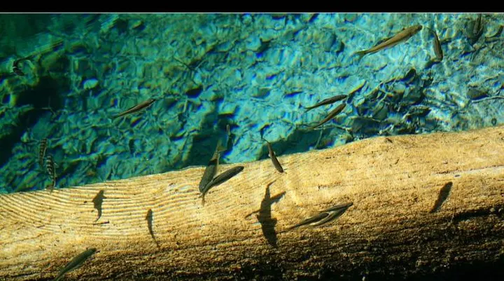 Sunken logs under clear water, their bark sheathed in calcium so they never rot