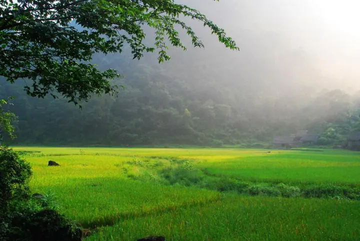 Rice fields at dawn, mist rising from the valley floor and washing the far peaks into grey-green