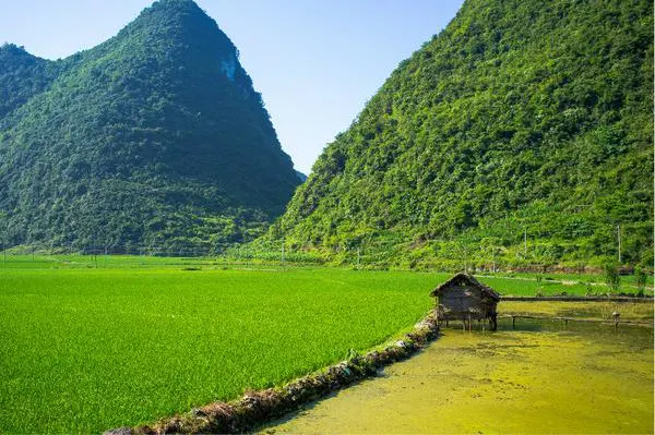 Paddy fields below the cone hills, with a small field hut standing among them
