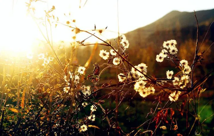 Wildflowers in hard backlight along the roadside, at their peak in October
