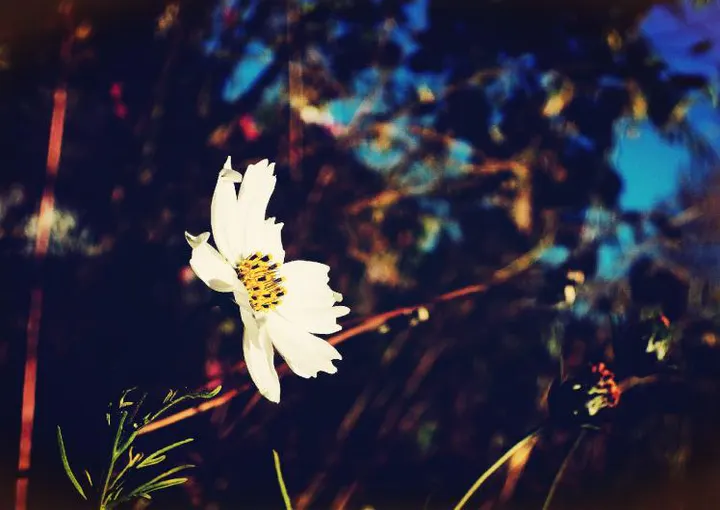 A single white flower by the road, autumn on the slope down to the village