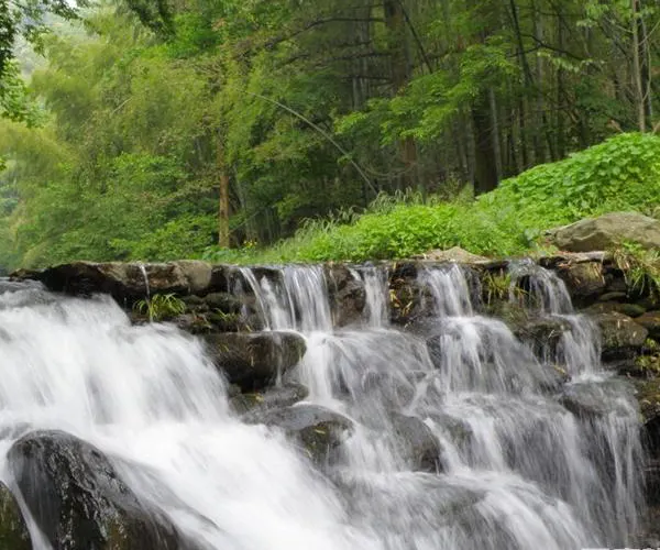 A stream breaking over stones by the path, bamboo and broadleaf behind