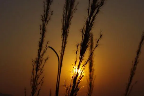 Backlit grass at sunset, the sun caught behind the stems and the sky gone orange