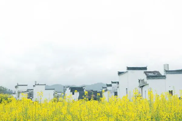 Wuyuan in March — rapeseed to the horizon, whitewashed Hui houses showing above it
