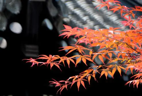 Maple and eaves: the classic Qixia autumn frame