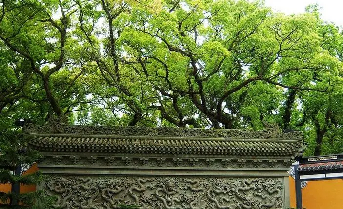 A stone screen wall carved all over with dragons, under camphor trees centuries old