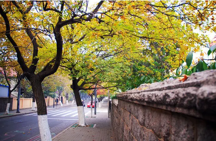 八大关的一条林荫路，深秋