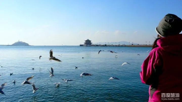 冬天在栈桥边喂海鸥