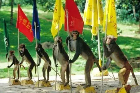 Monkey Island and Daidai Island