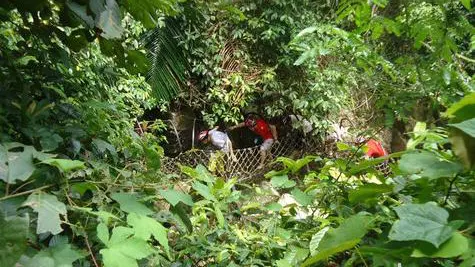 Flowers and lianas in the rainforest