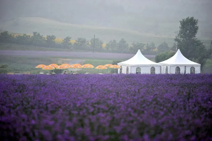 城北的一片薰衣草田：紫色花垄、两顶白色尖顶帐篷、远处的矮山