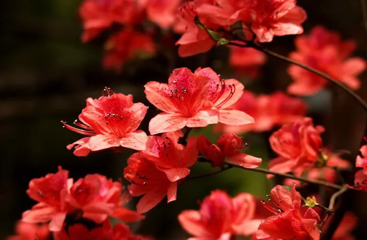 Azaleas in April, each clump redder than the last