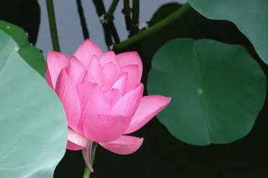The first lotus of June