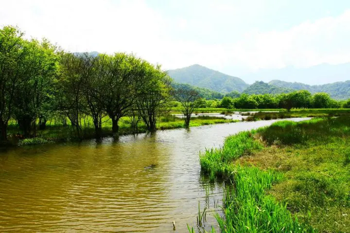 大九湖：水面被草岸切成几块，一排柳树立在水里，远处是缓下去的青山