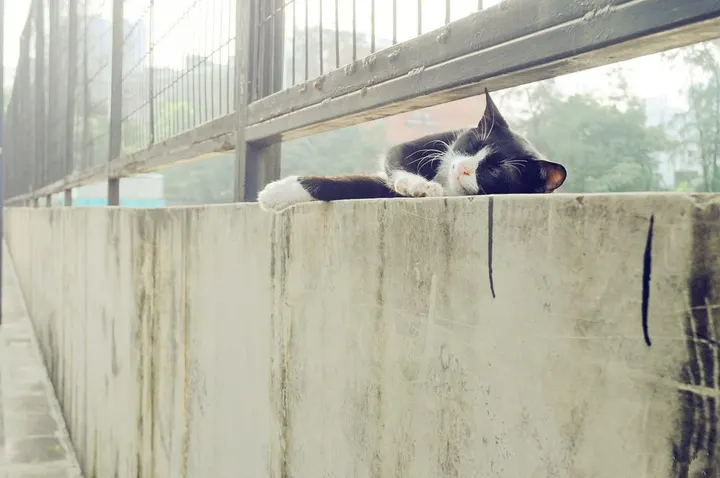 Cats, coffee and nowhere to be