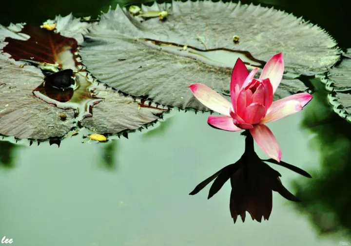 Xiamen Botanical Garden