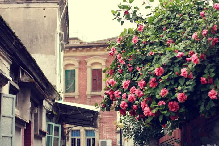 A Gulangyu lane, bougainvillea spilling over the wall and banyan shade overhead