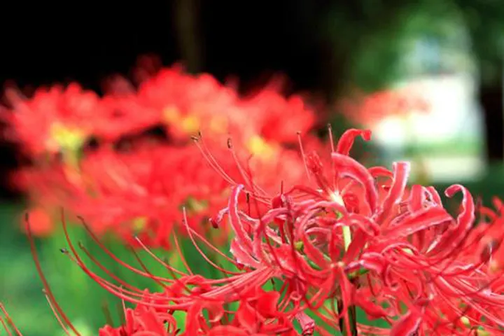 A drift of red spider lilies on the bank