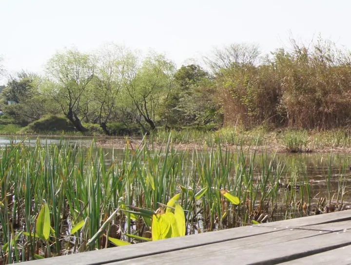 The reed beds at Qiuxue Nunnery