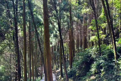 柳杉林：树干笔直，密密地排到坡上，左下角能看见一段石阶