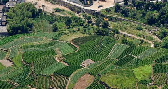 山谷里的菜地：一块一块顺着坡势围出来，石墙挡土，窄得像一条条带子