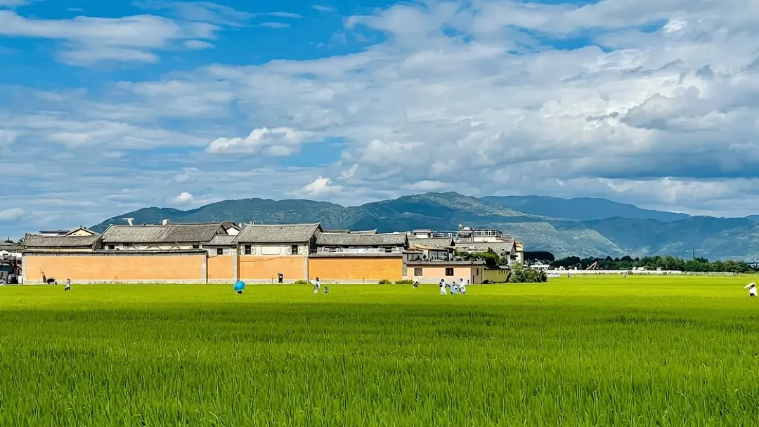 Rice fields and white walls at Xizhou